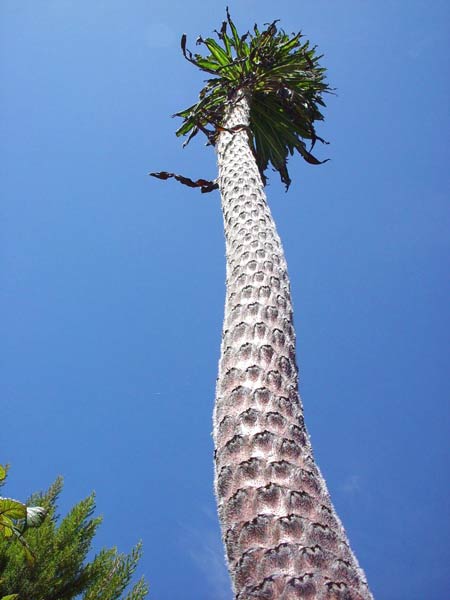 Riesennatternkopf auf La Palma
