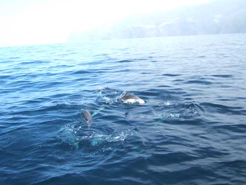 Delfinfahrt vor der Küste La Palmas