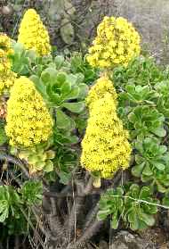 aeonium_holochrysum La Palma