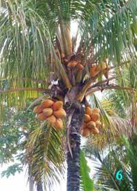 La Palma cocos_nucifera