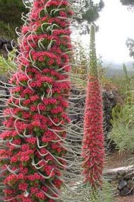 Echium wildpretii auf La Palma