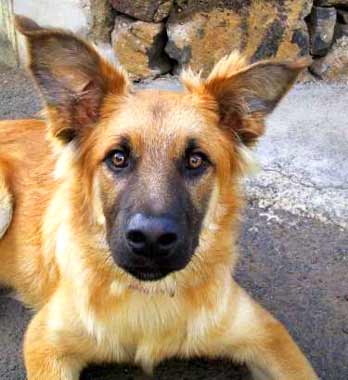 pastor garfiano, ein echter Hund aus La Palma