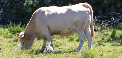 Kuh und Reiher auf La Palma