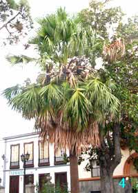  La Palma livistona_australis