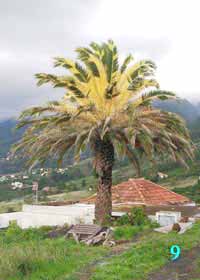 phoenix_canariensis_variegata bei Mirca auf La Palma