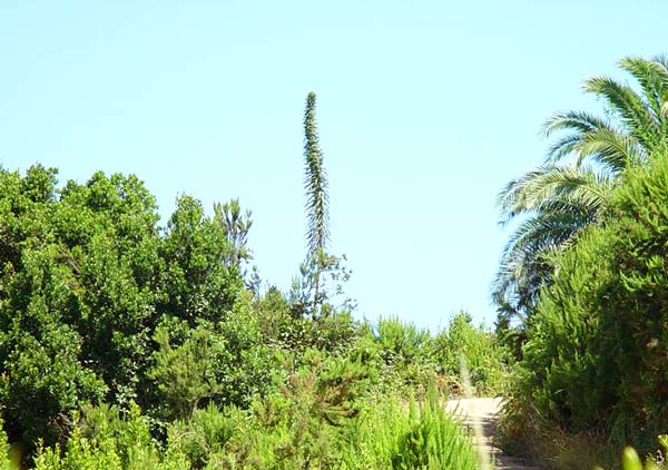 Riesennatternkopf auf La Palma