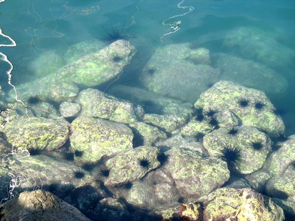 Diadem-Seeigel an der Küste La Palmas
