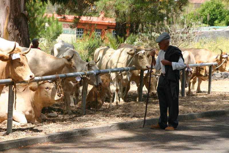 Der alte Mann und die Kuh, Rindermarkt in El Paso auf La Palma