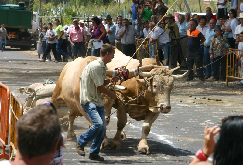 Arrastre Bullenschlitten bei einem Wettbewerb in El Paso auf La Palma