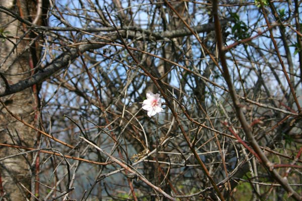 Die erste Mandelblüte