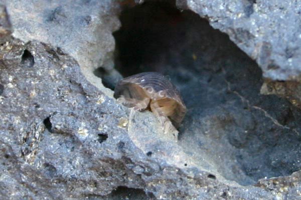 Rhinogradentia petrophaga basaltii