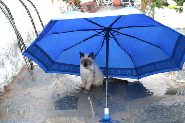 Katzen würden Regenschirme kaufen