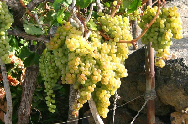 vino de La Palma